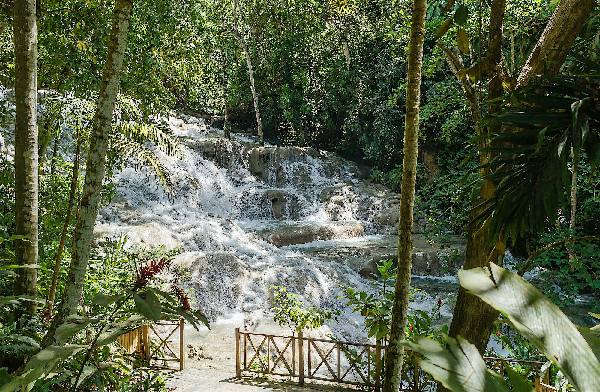 Dunn's River Falls waterfall surrounded by tropical rainforest