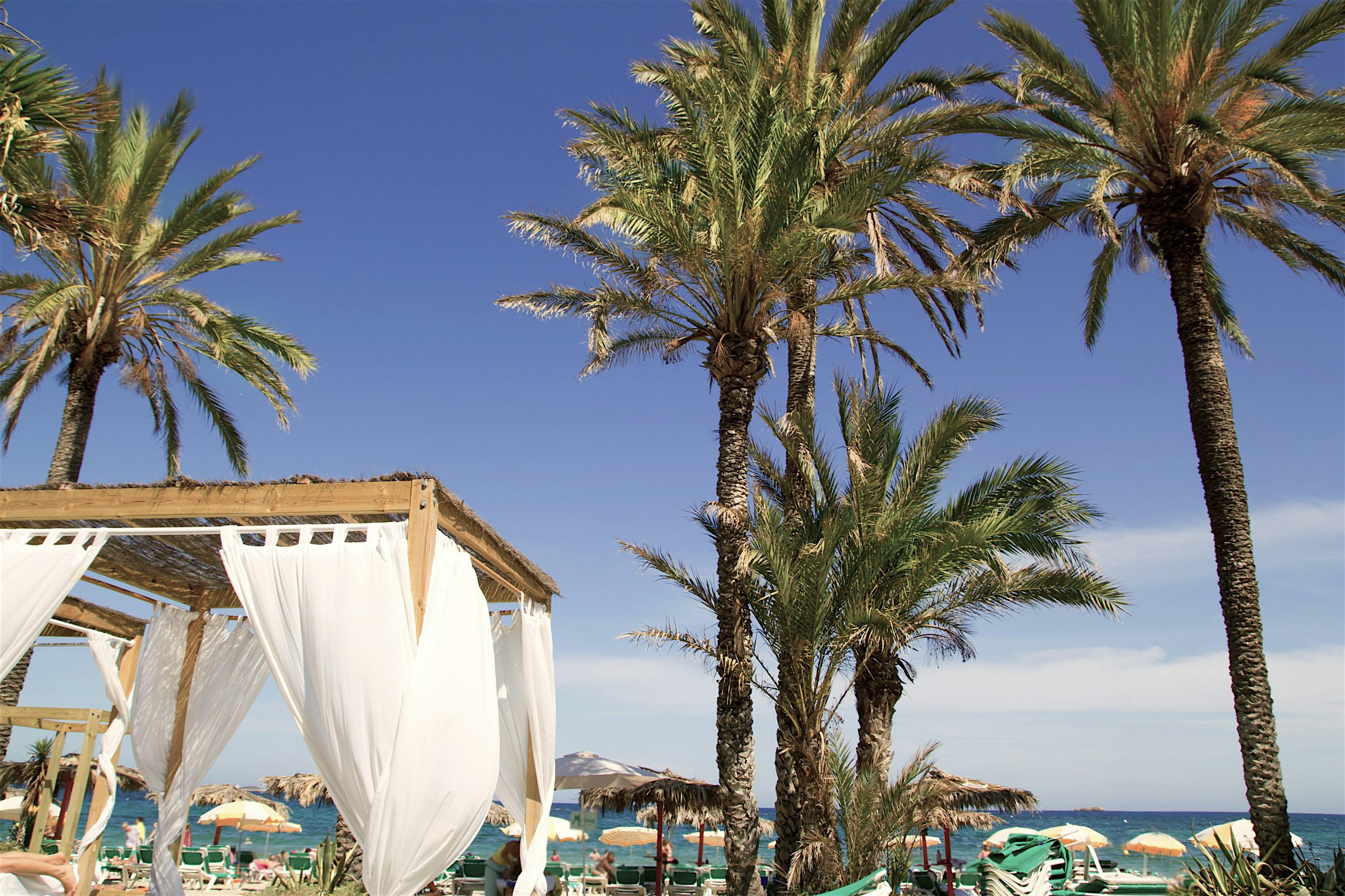 Tall palm trees rising above a beach area with sun loungers and white canopies, set against clear skies and a glimpse of the sea.