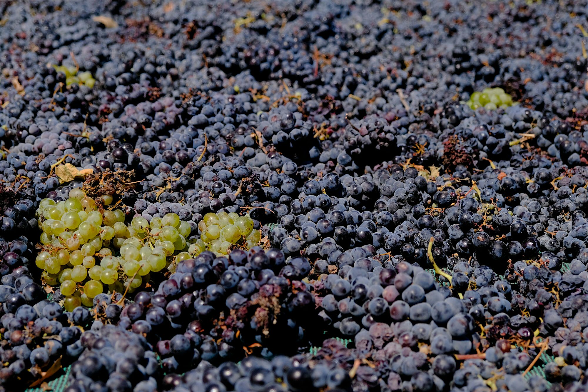 Harvested pile of mostly red grapes
