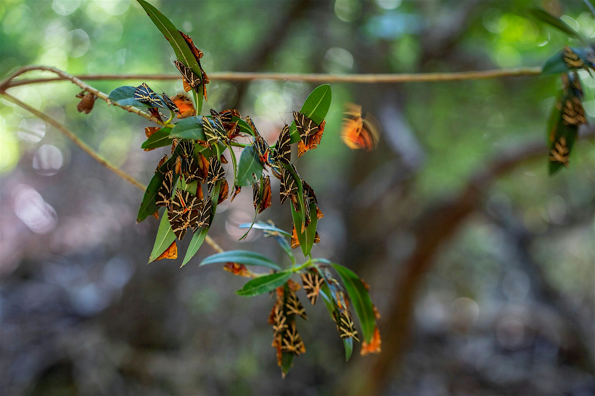 Jersey tiger moth on a tree branch Valley of the Butterflies