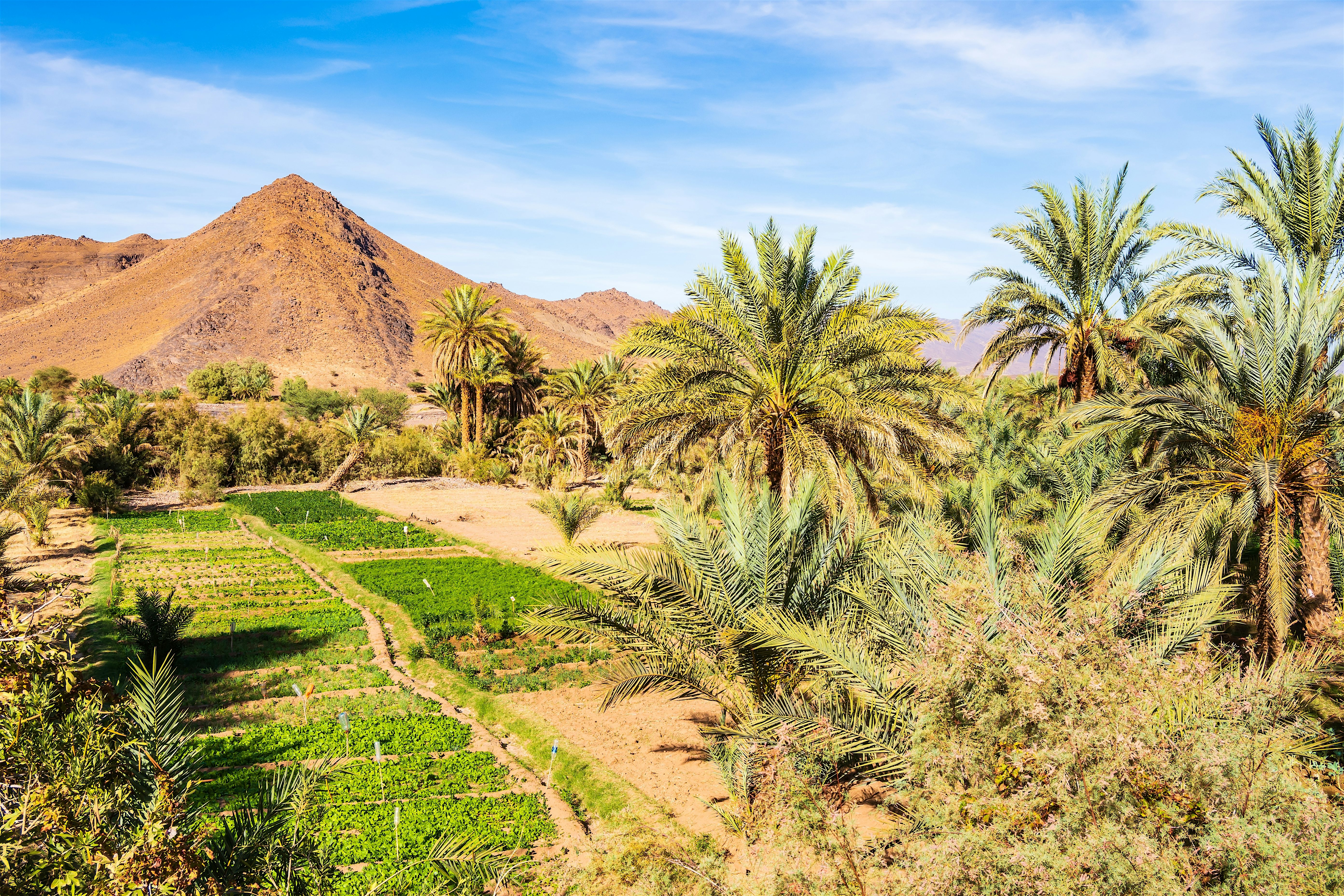Scenic view of Moroccos nature, mountains and palm trees