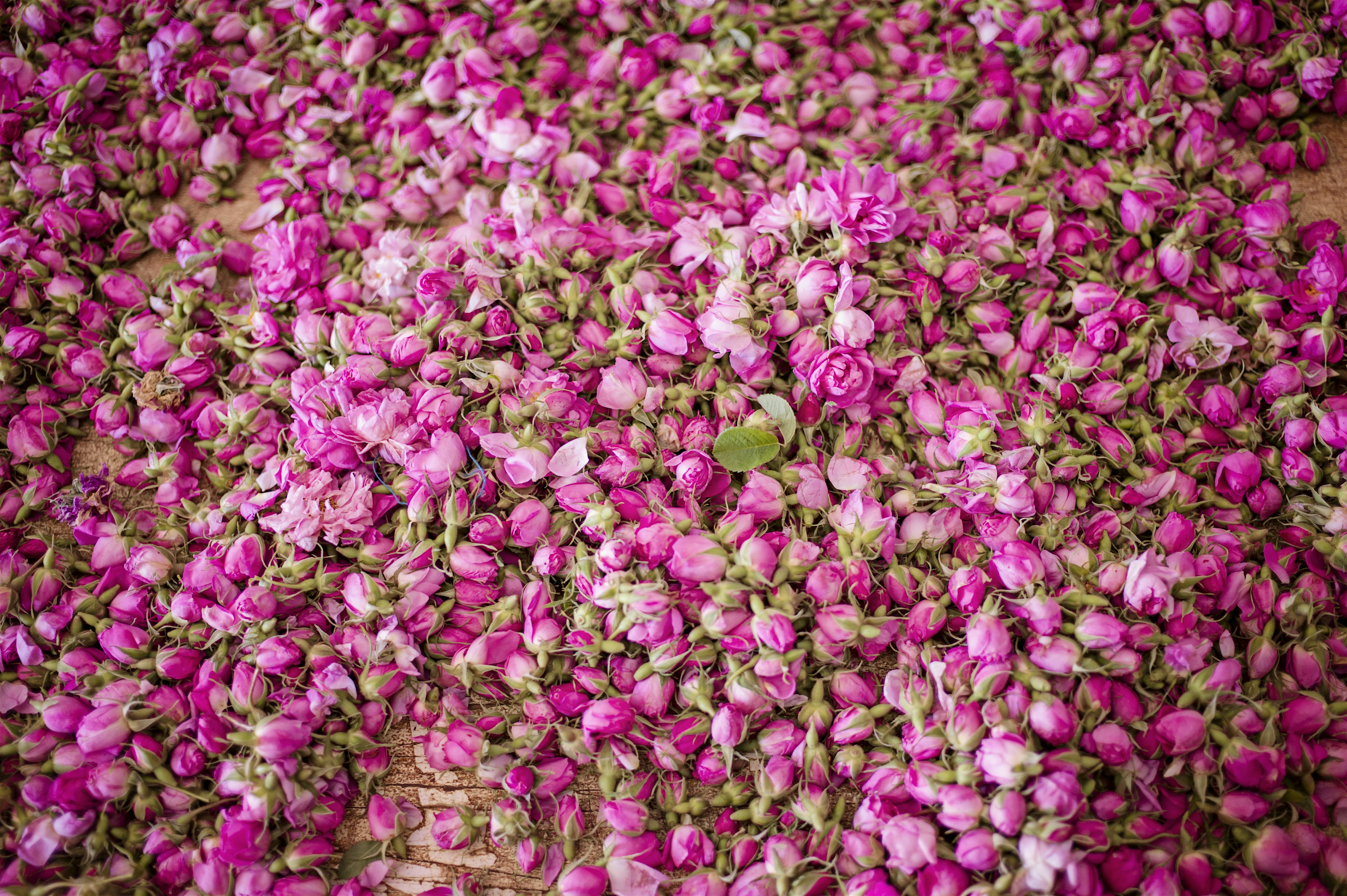 Birds eye view of many purple flowers