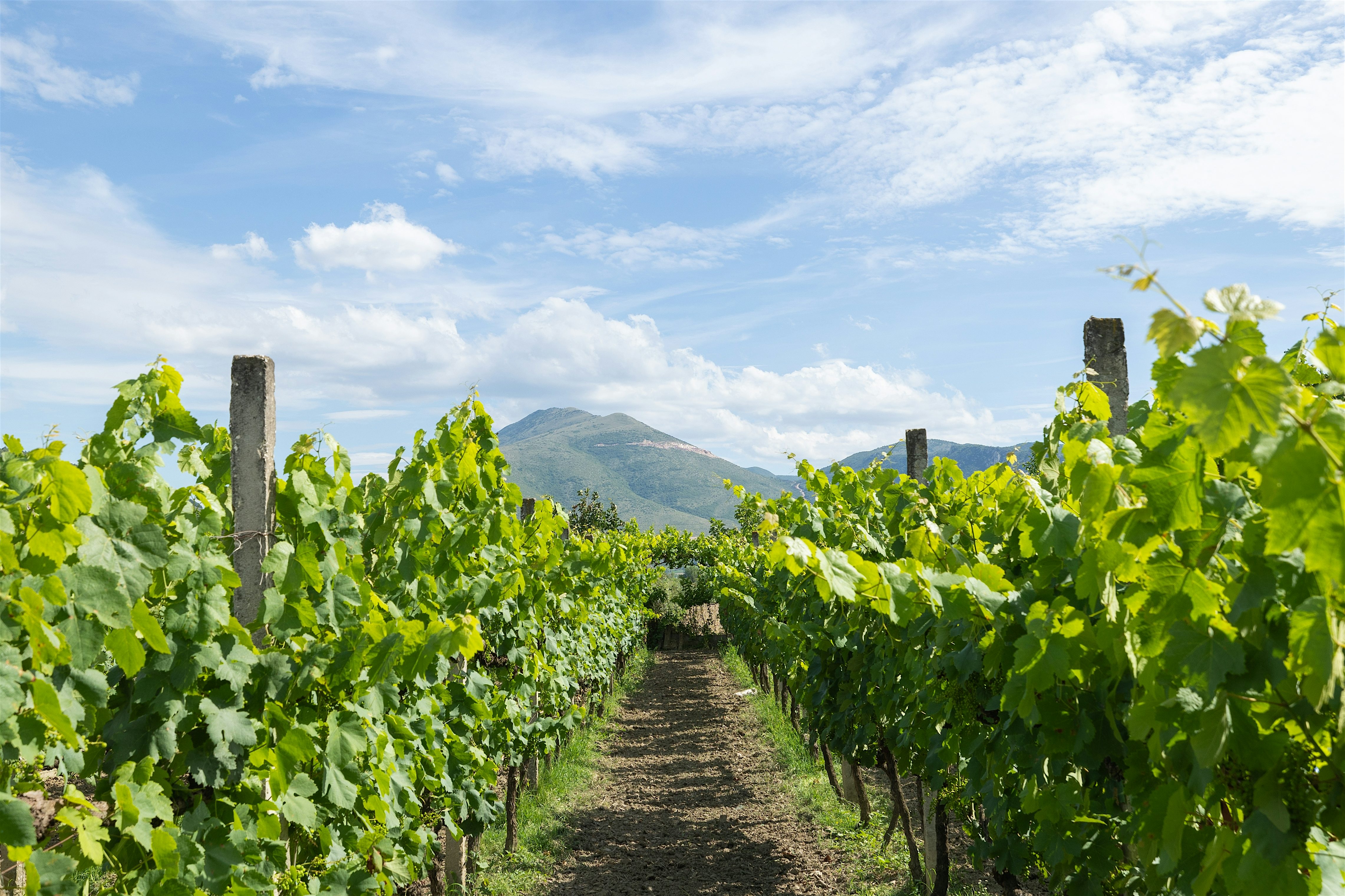 Vineyard of Çobo Winery with the limestone Mount Tomorr in the distance. Row of vines either side of a pathway.