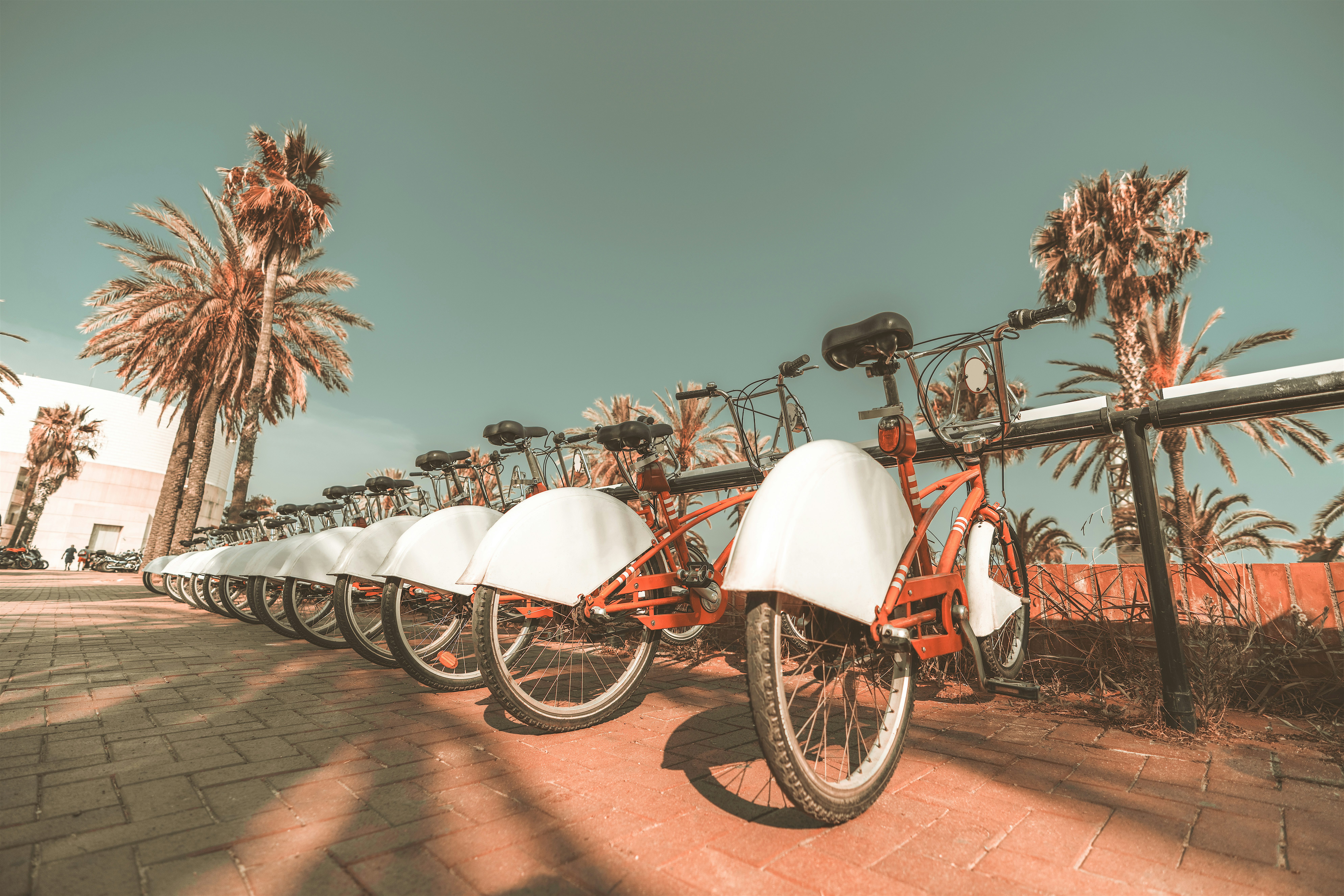 A row of bicycles with baskets parked along a paved path lined with palm trees under a clear sky