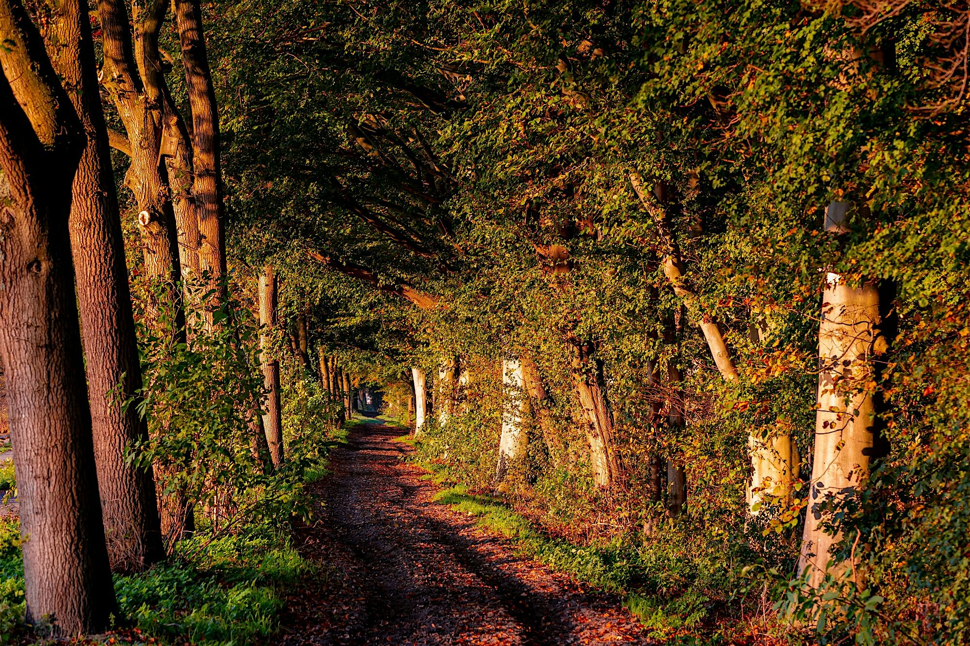 Narrow woodland path bordered by tall trees forming a natural arch