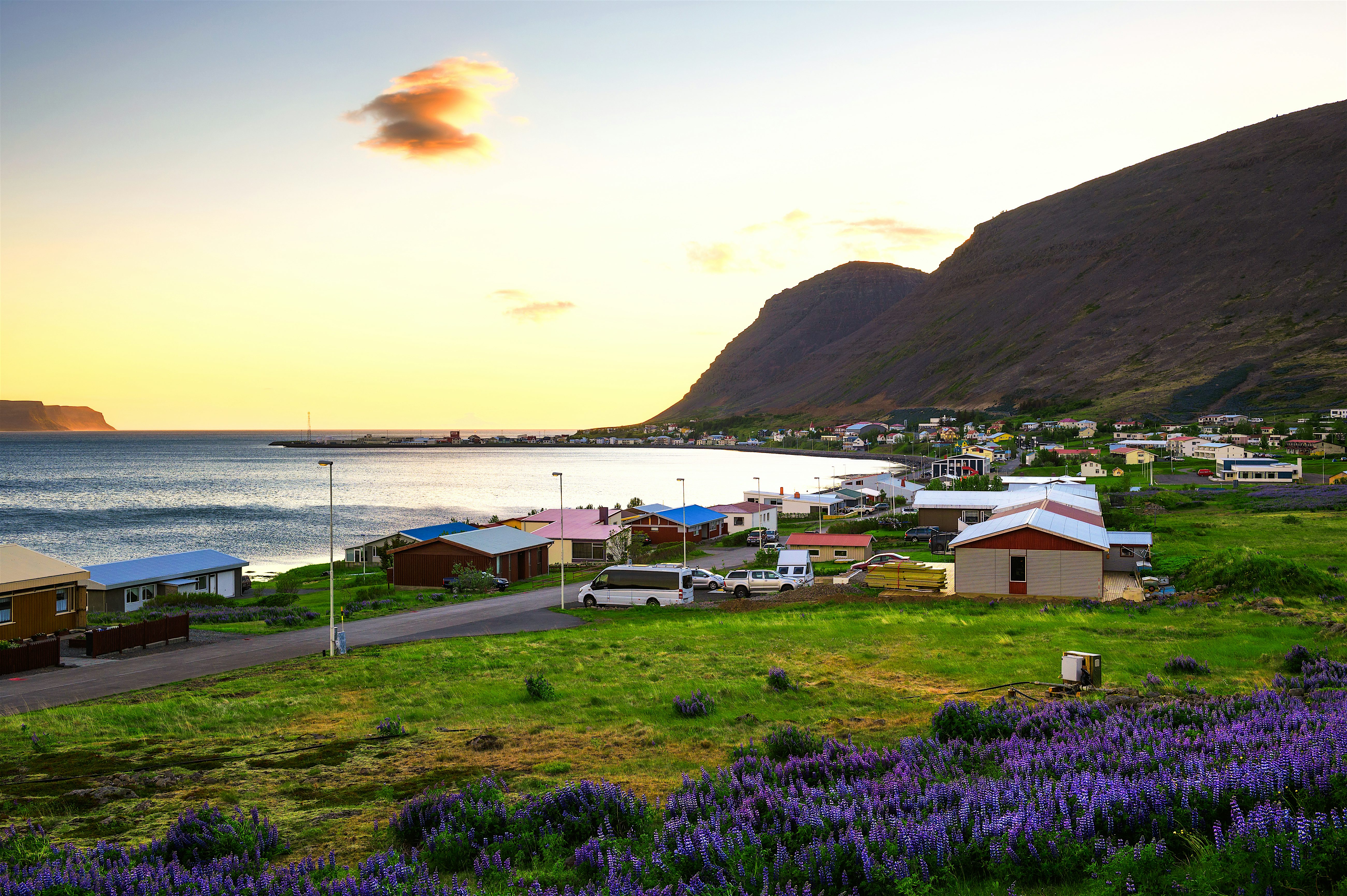 Fishing village of Patreksfjörður in the Westfjords region during a sunset. Purple flowers in the foreground.