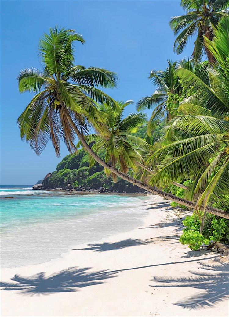 Jamaica tropical beach with palm trees, white sand, turquoise Caribbean waters and lush coastal rainforest.