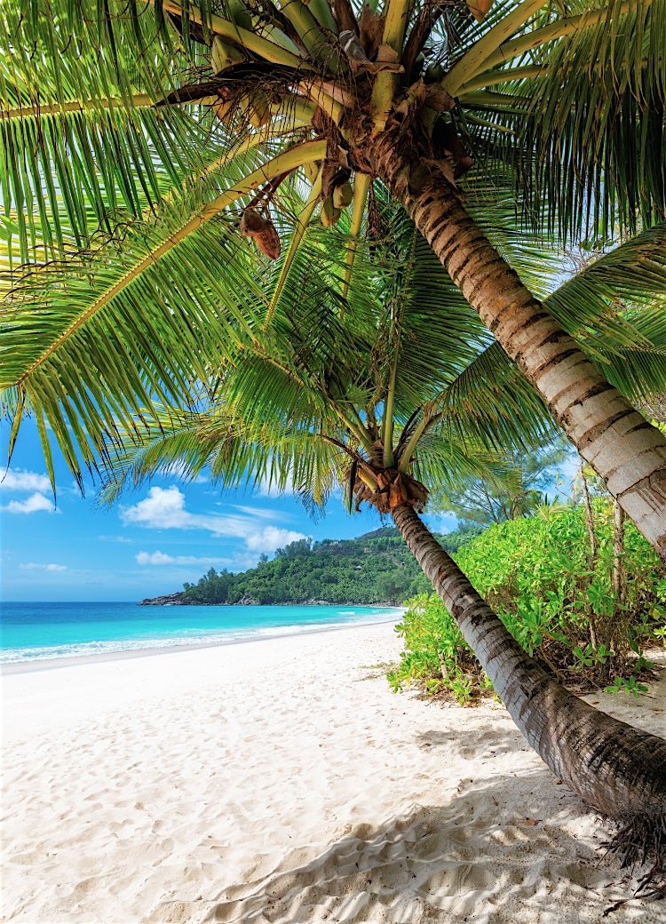 Caribbean island beach with palm trees, turquoise waters and lush tropical coastline