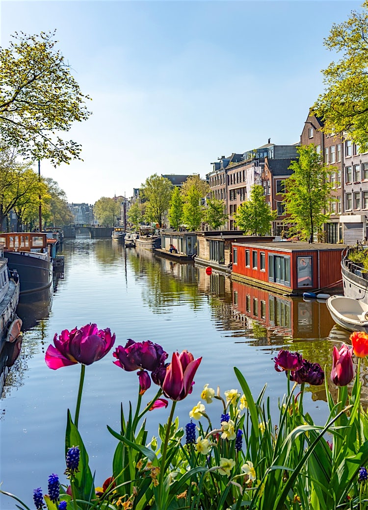 Amsterdam canal lined with traditional houseboats, historic canal houses, spring tulips and tree-lined waterways in the Netherlands.