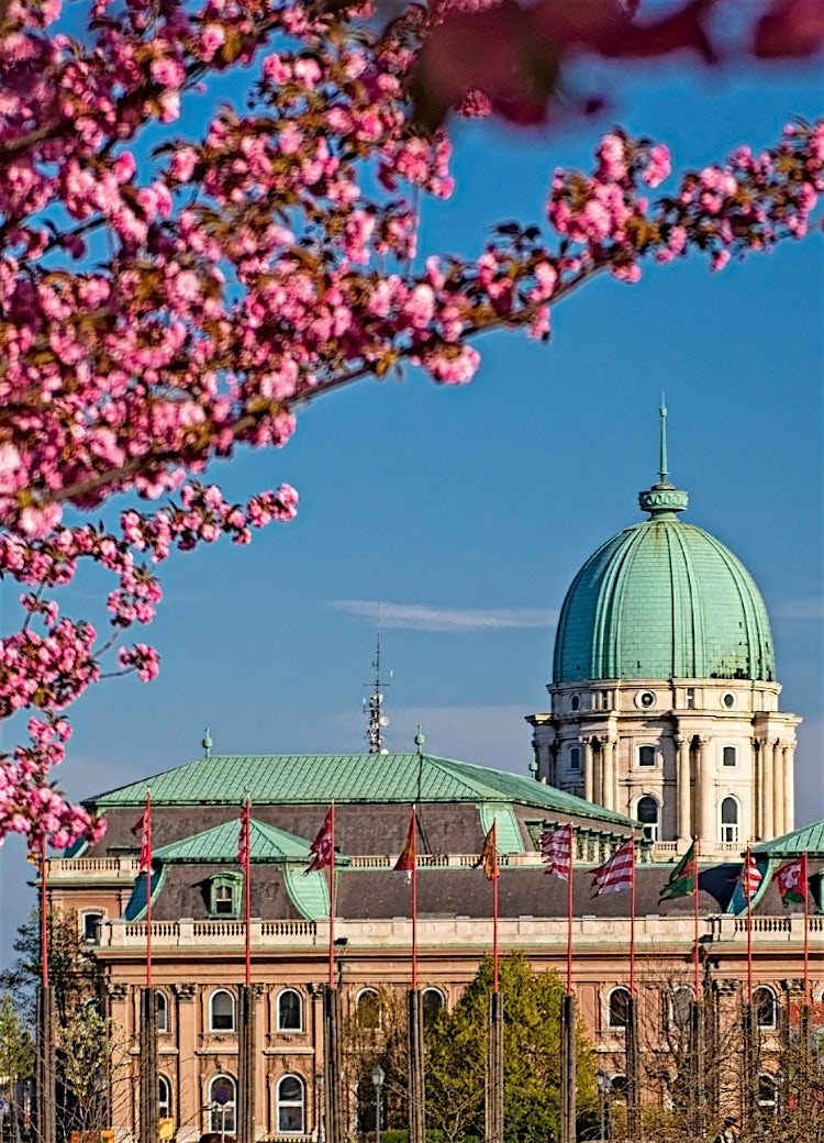 Buda Castle in Budapest, Hungary, featuring the iconic green dome, historic architecture, national flags and spring blossom trees.