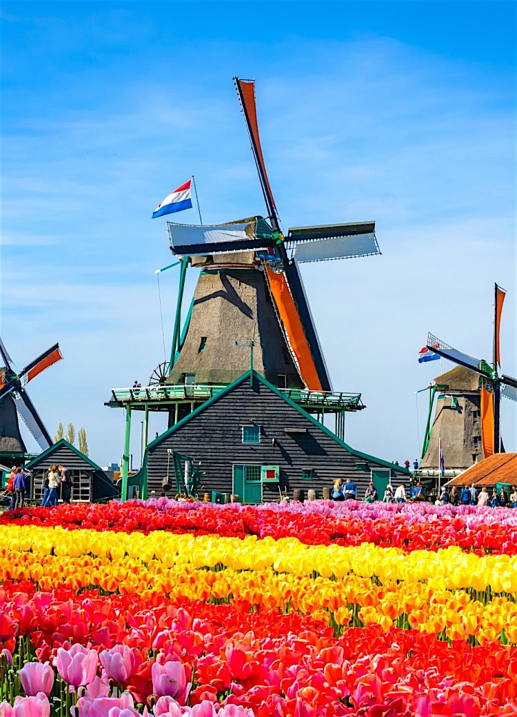 Traditional Dutch windmills at Zaanse Schans, Netherlands, overlooking vibrant tulip fields and iconic countryside scenery under a blue sky.