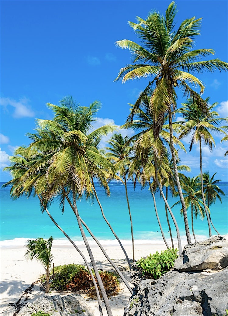 Barbados tropical beach with swaying palm trees, white sand, turquoise Caribbean Sea and idyllic coastal island scenery.