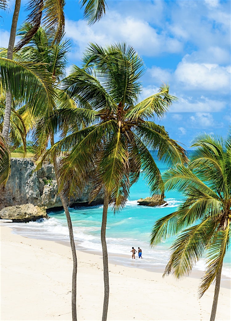 Barbados tropical beach with palm trees, white sand, turquoise Caribbean waters, limestone cliffs and stunning island coastal scenery.