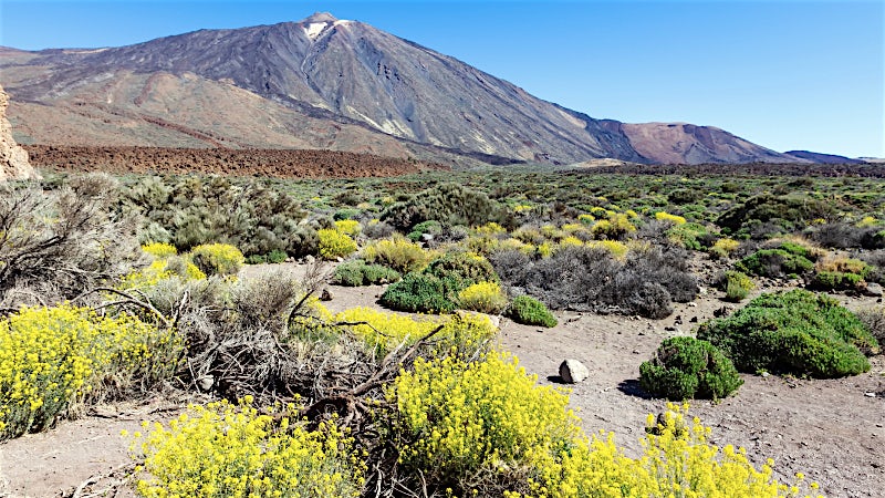 Canary Islands volcanic landscape with Mount Teide, rugged terrain, native wildflowers and dramatic natural scenery in Tenerife.