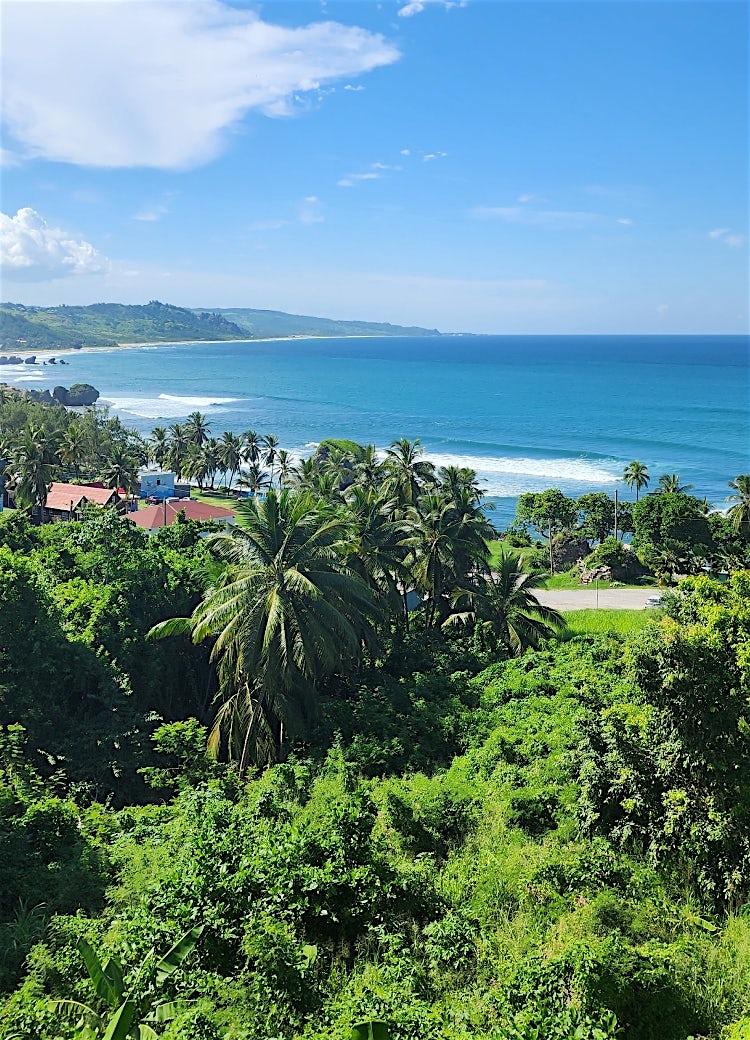Barbados coastline with lush tropical greenery, swaying palm trees, turquoise Caribbean waters and scenic island beach views