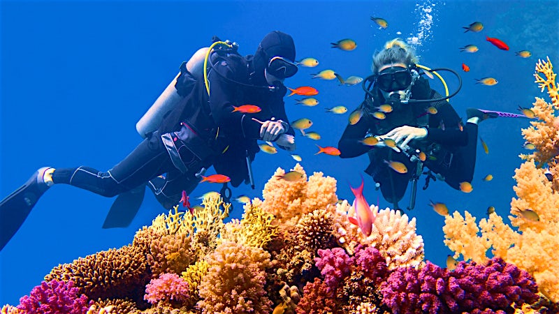 Scuba divers exploring a colourful coral reef with tropical fish in Egypt’s Red Sea.