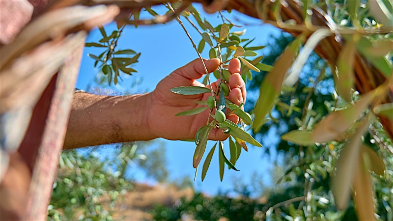 Hand harvesting olives from an olive tree in a traditional Italian grove, Puglia, Italy.
